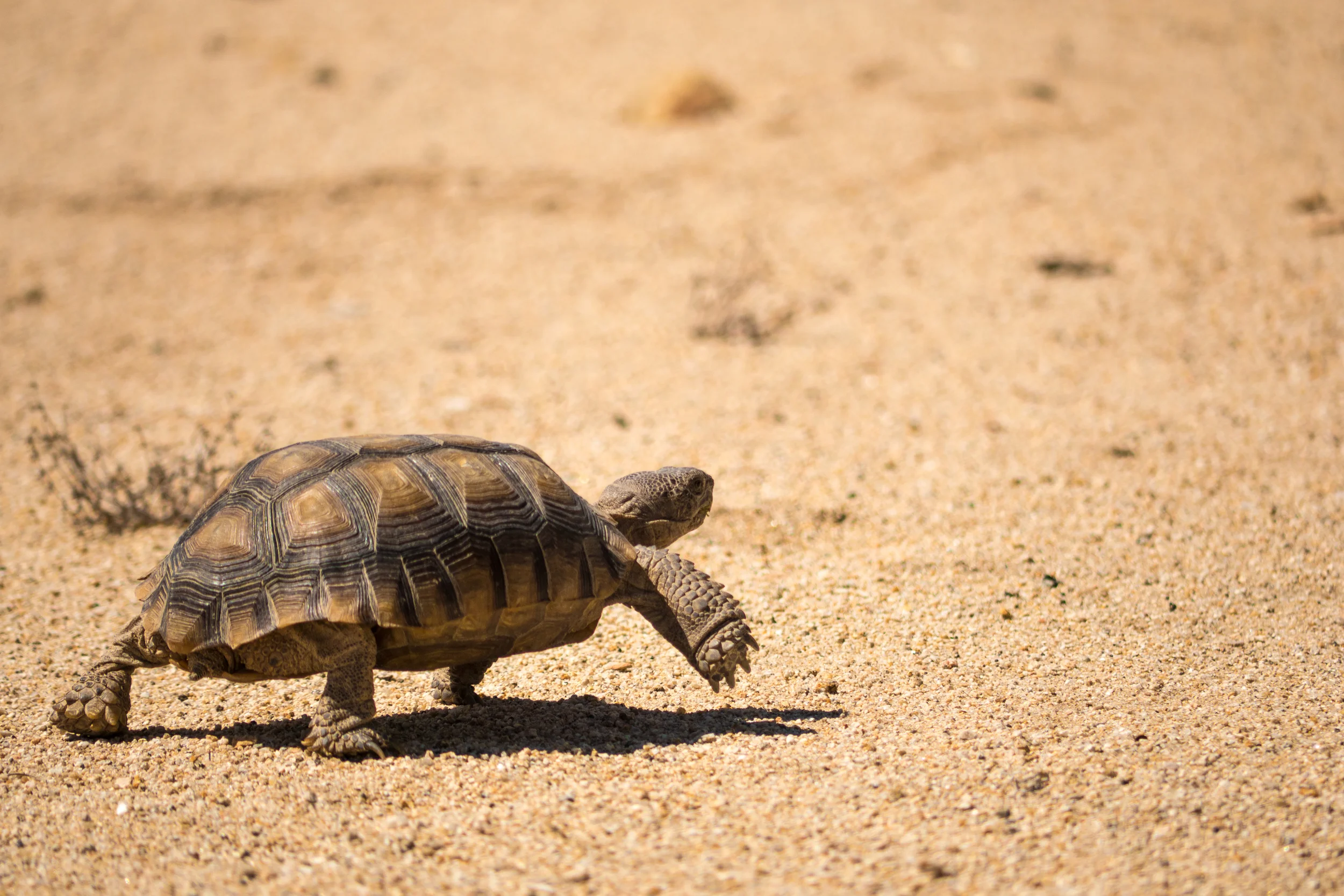 Seeing a desert tortoise is quite rare. This, my 5th time in the Mojave, was quite unexpected. I talked with a photographer who's come to Mojave frequently for 20 years and he has seen two during that time, and a volunteer park attendant I talked to has only seen one.