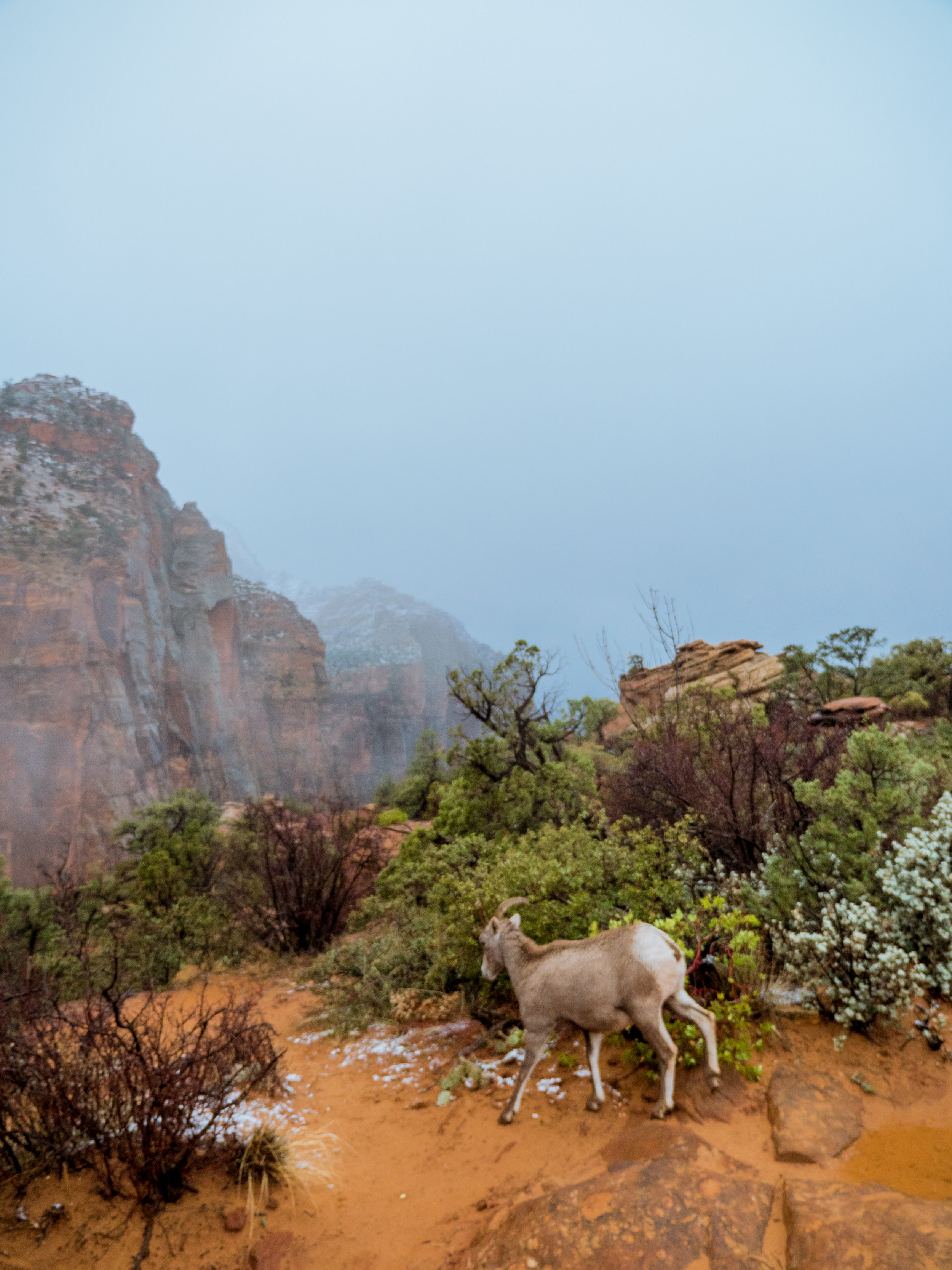  Zion is also home to huge mule deer, mountain lions, the rarely seen ringtail cat, Mojave desert tortoise, Mexican spotted owl, California Condor, and many more creatures. Again, wildlife is wild, not meant to be touched or fed. 