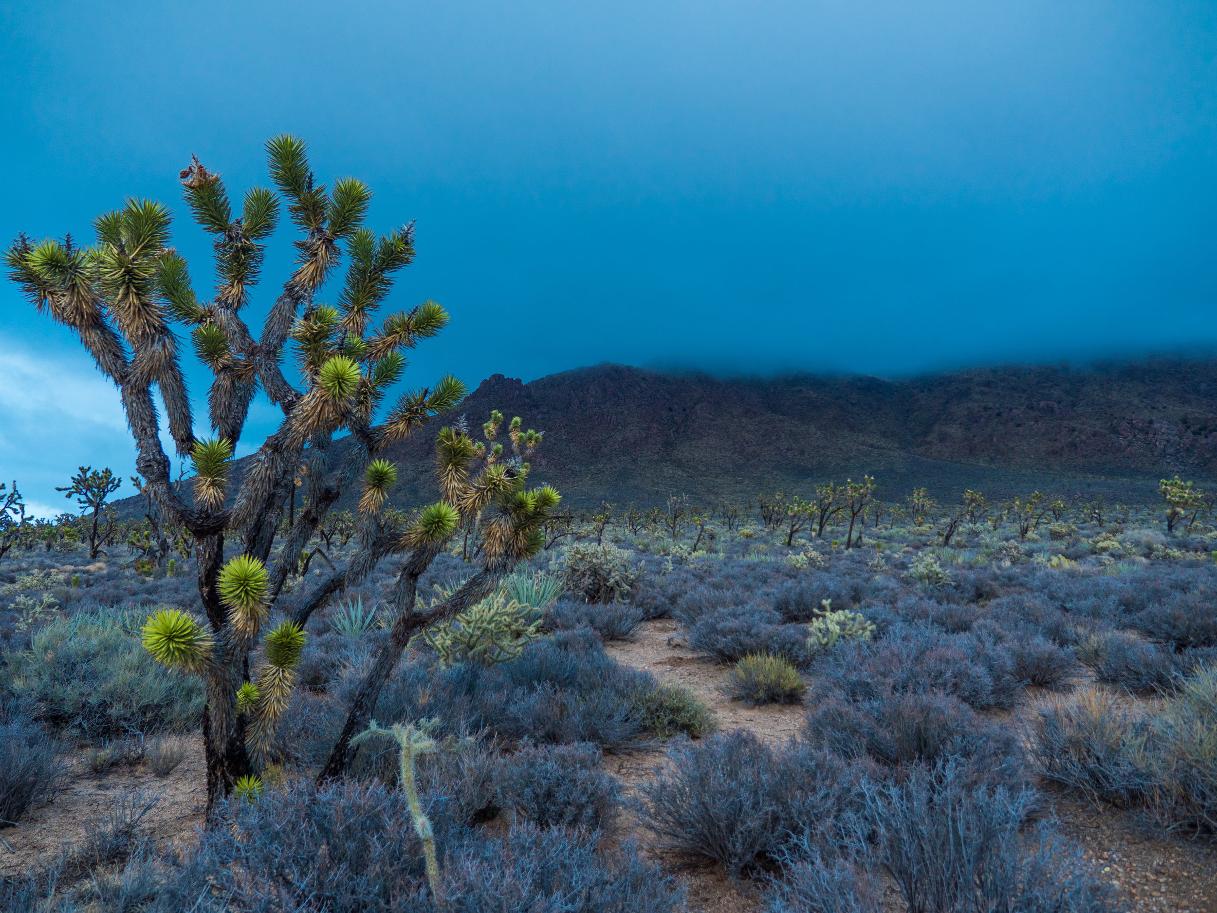 Joshua Trees in Mojave