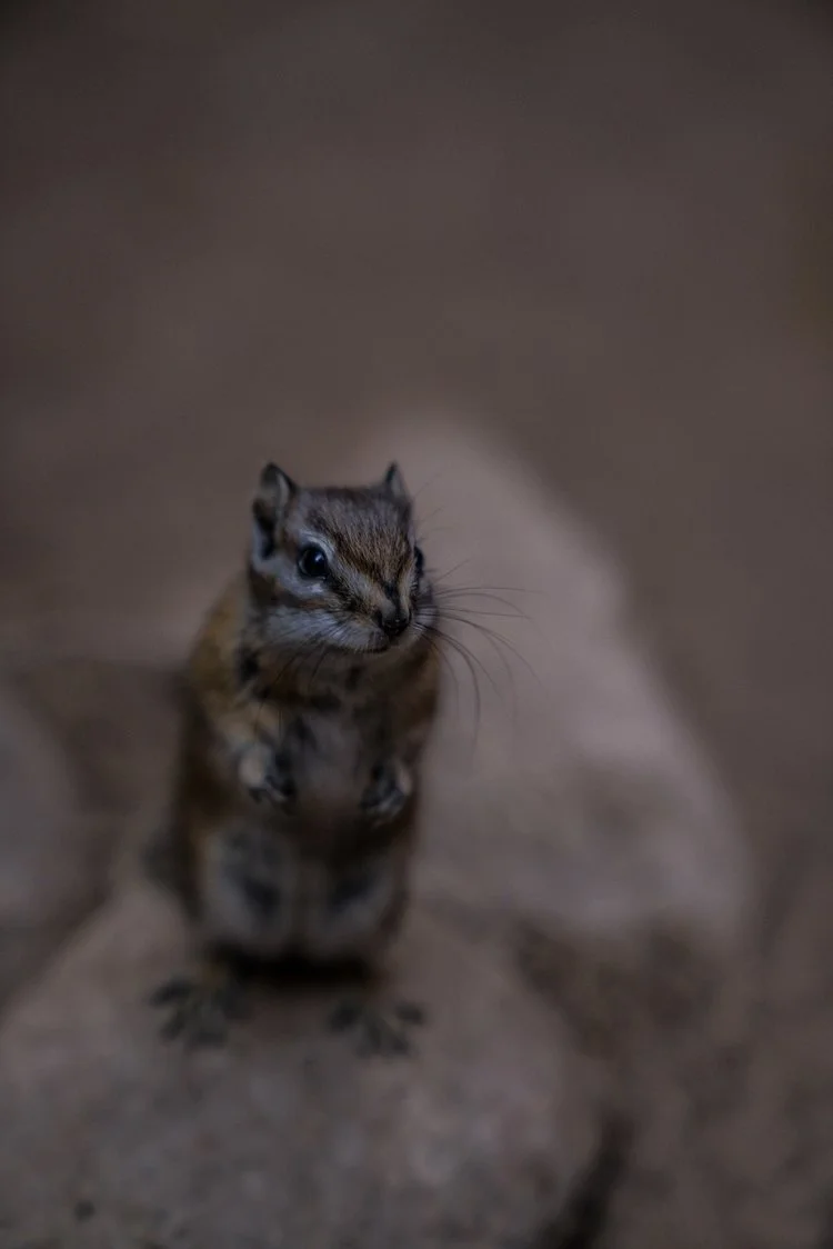 May be cute when it comes up to your feet looking for a snack, but will likely die after becoming dependent on human food.