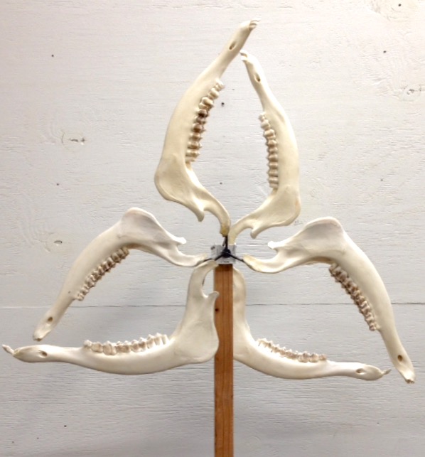 Elkbones , 2015 Elk, Jawbones, Steel, Resin, Motor and Mechanical Components 77 x 34 in