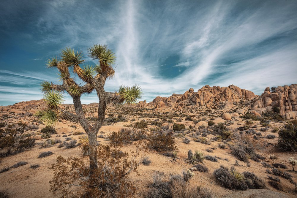 Joshua Tree NP_121623-4296-Edit.jpg