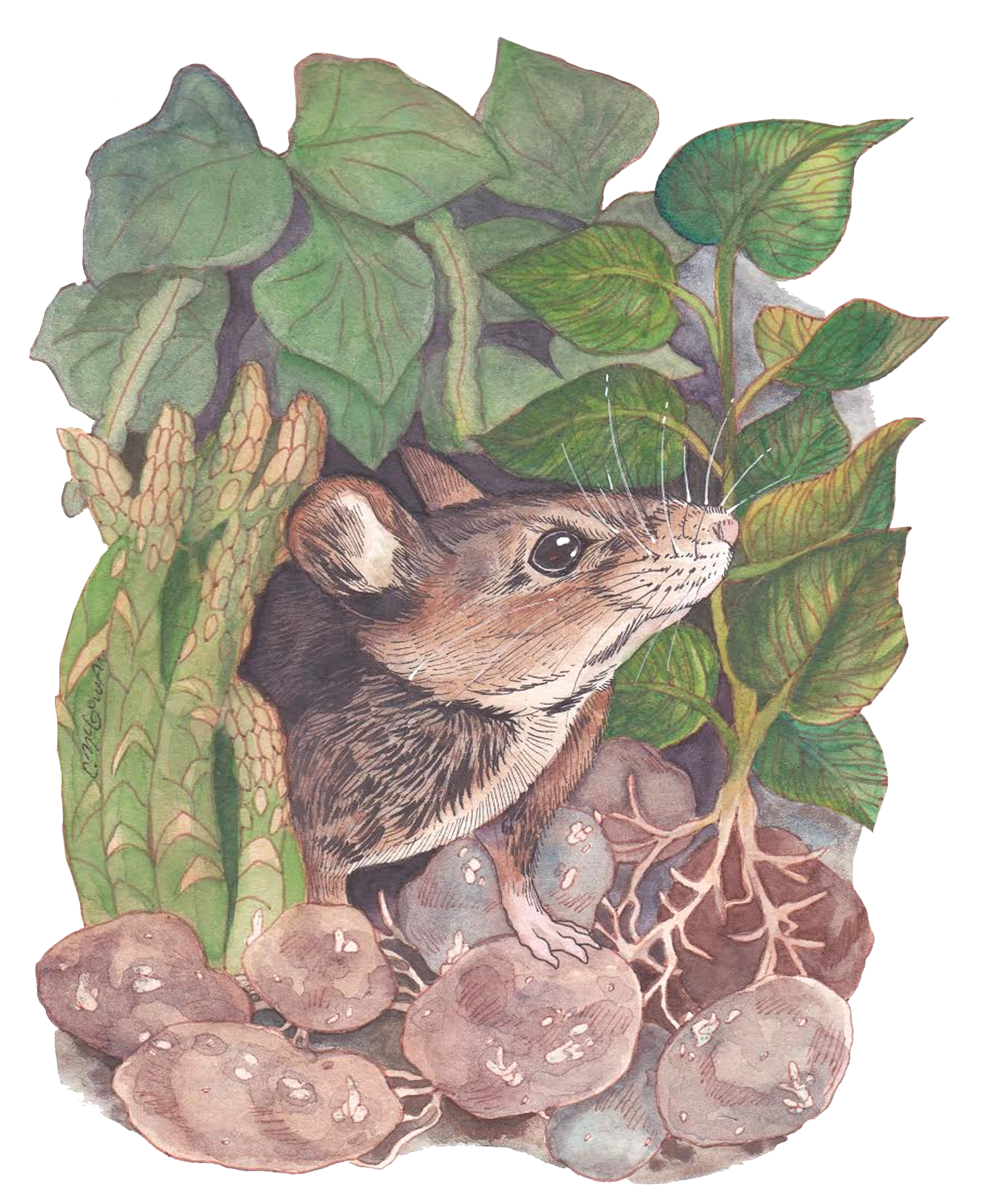 mouse.png