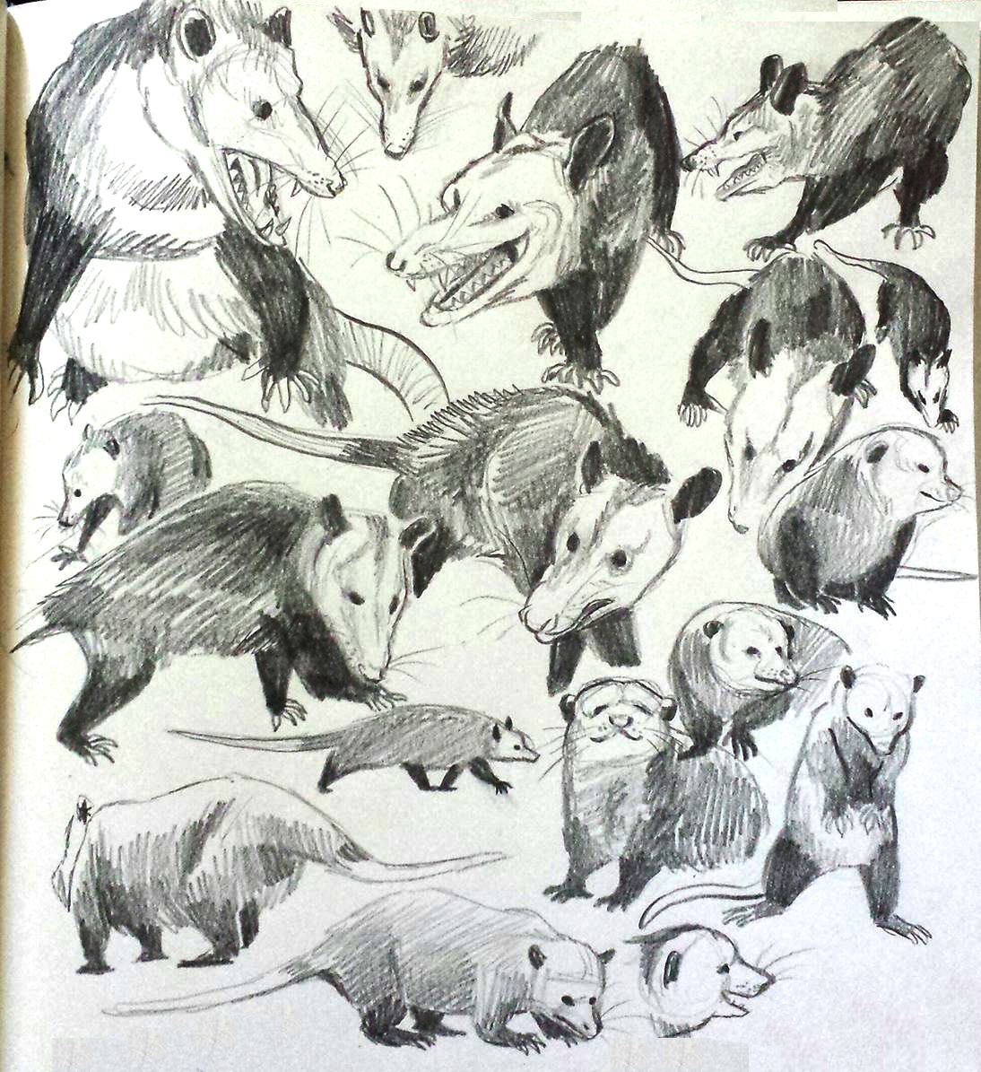opossums.png