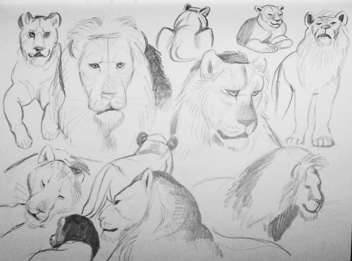 lions.png