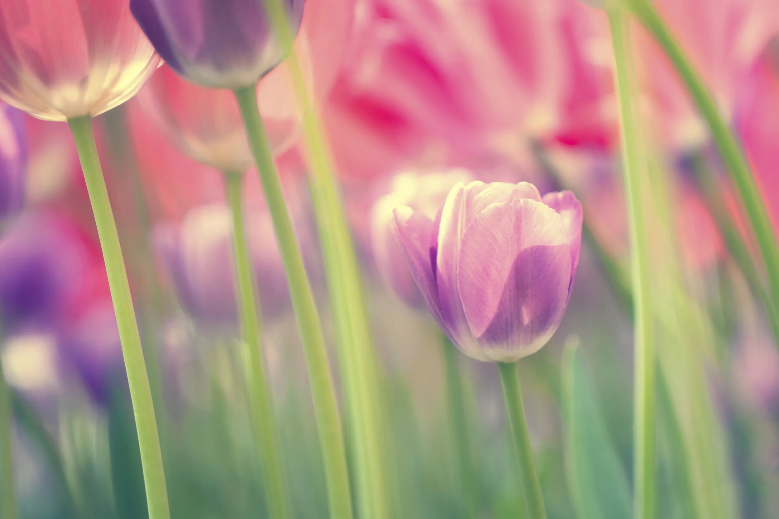 Flower background 37214910_Large.jpg