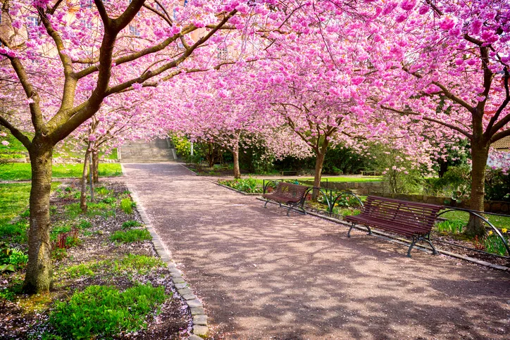 Cherry-tree-park-in-full-bloom-525738182_726x484.jpeg