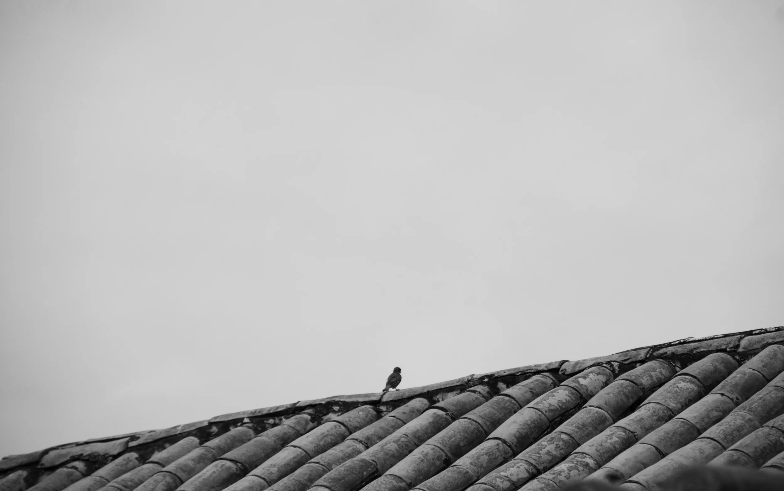 that_bird.jpg