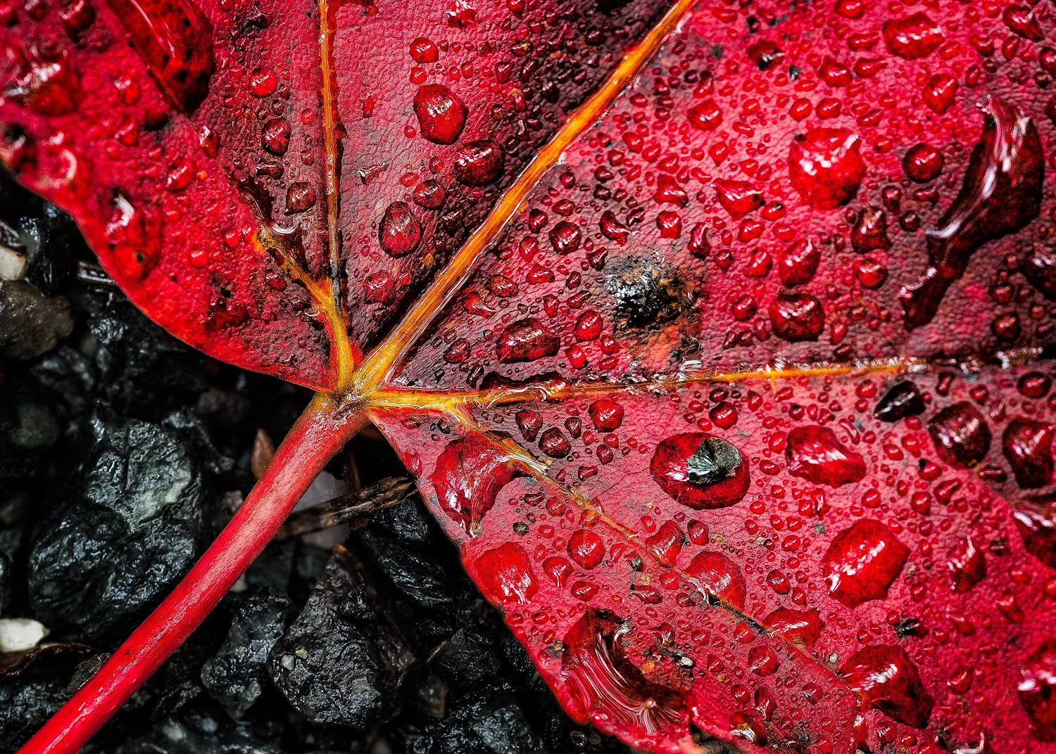 Red Vein