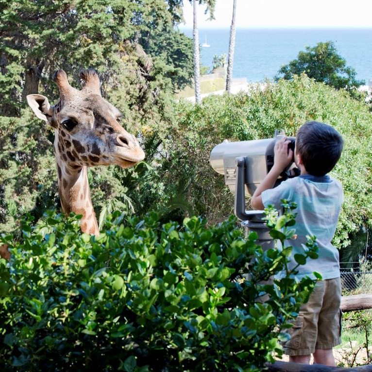 SB Zoo Giraffe Views.jpeg