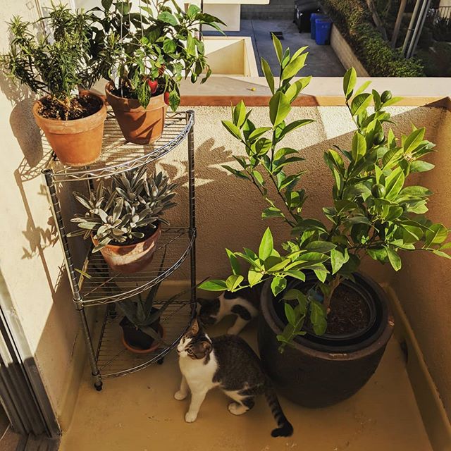 #rosemary #jalapeno #unidentifiedsucculent #aloe #meyerlemon #cats #sunset #losangeles