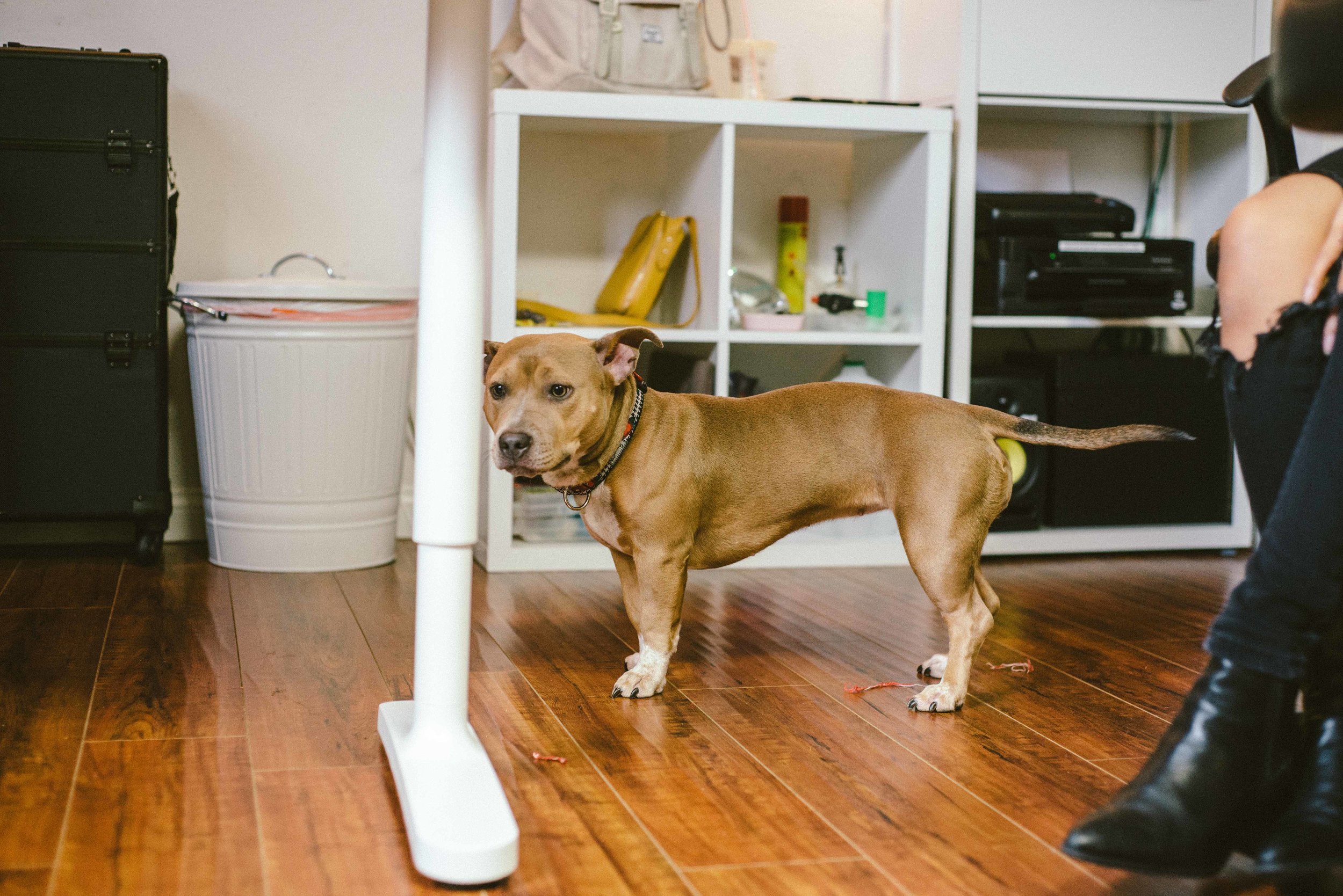  Vanessa the Artist's dog, Shorty. &nbsp;/ Photo © Diane Abapo for SUSPEND Magazine 