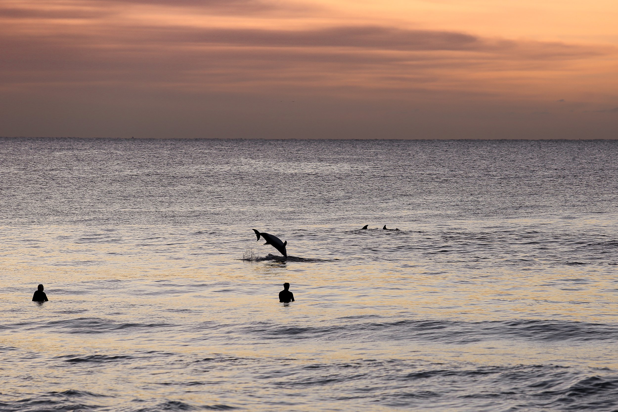 dolphins orange2.jpg