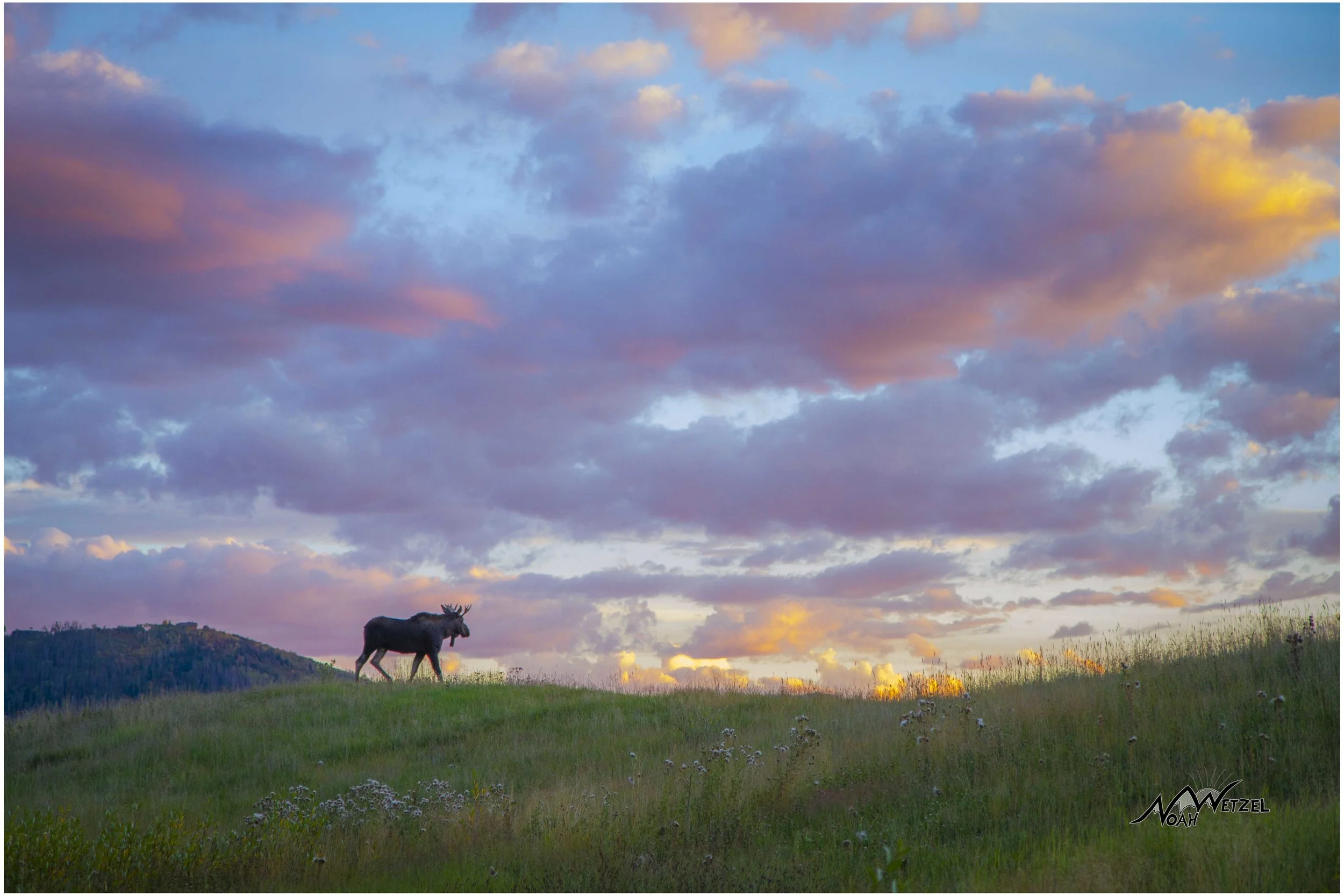 Moose Crossing Hole 1