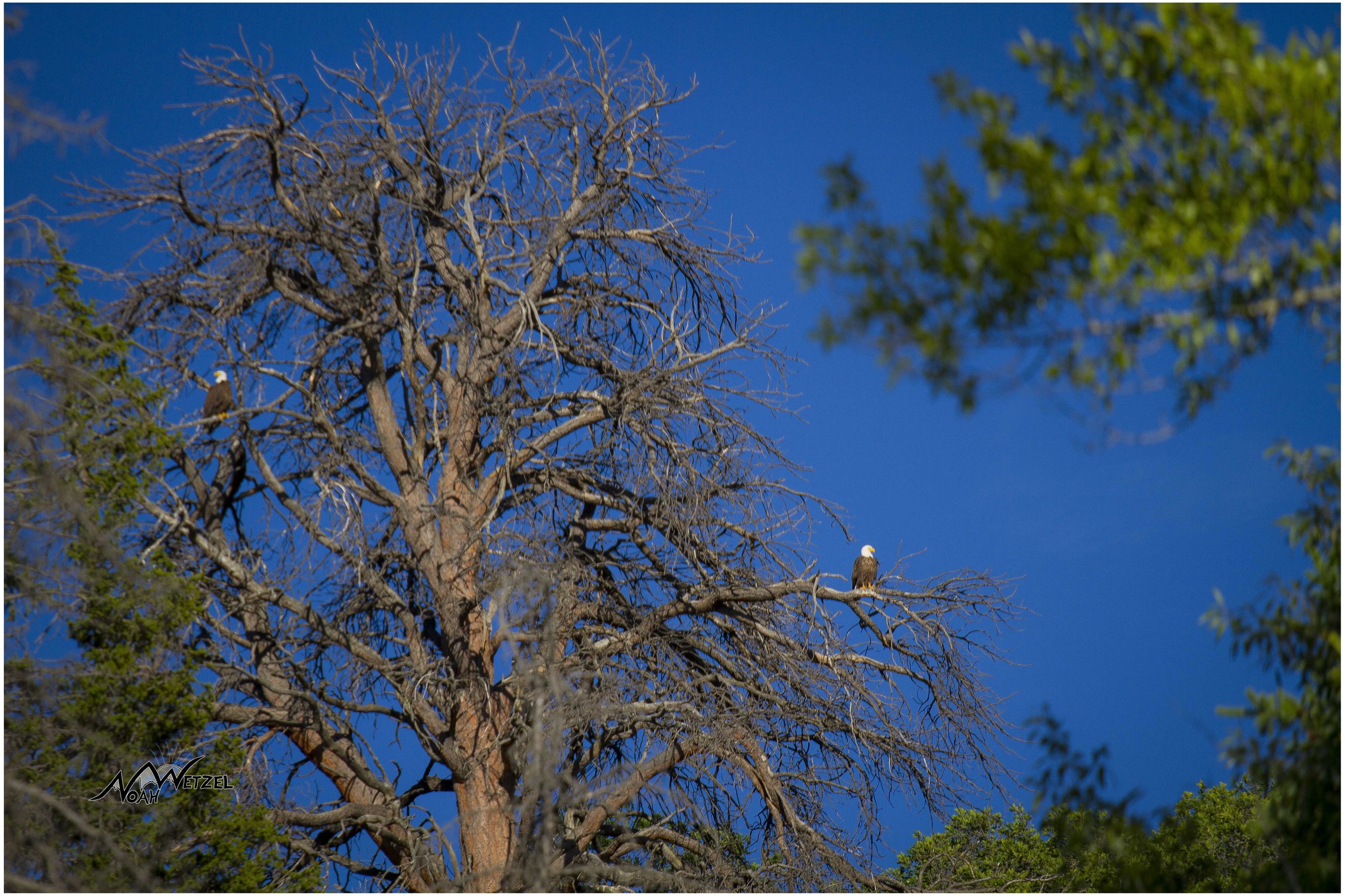 Bald Eagles. Hole 6