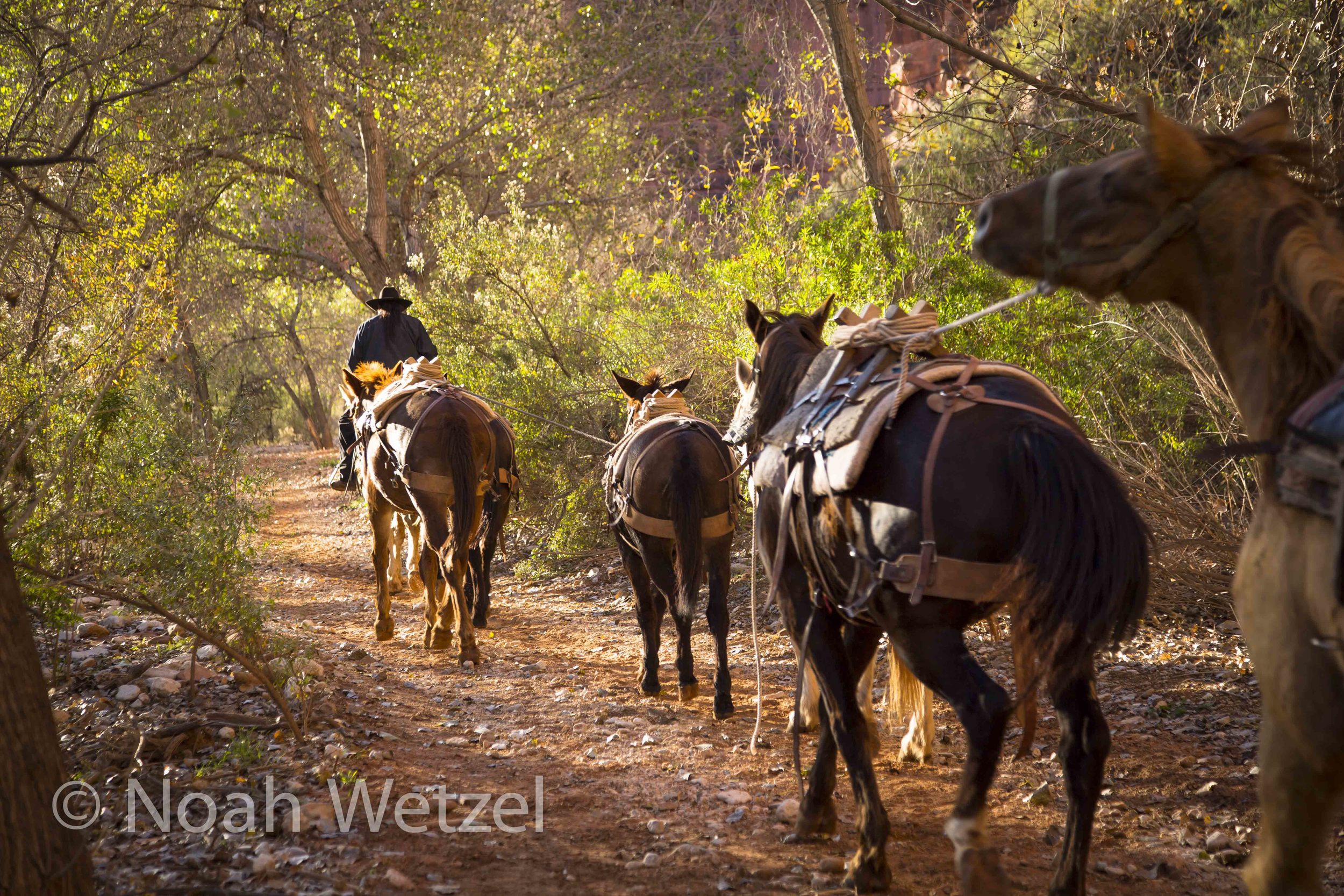 Packs of Mules heading to Haulupai Hilltop. Supai, Arizona