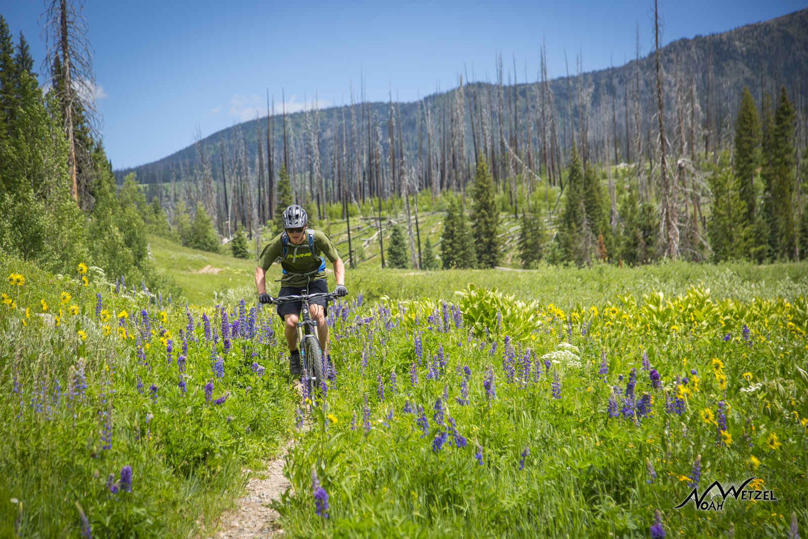 Beau Schecter riding through a burn zone and wildflowers on the Diamond Park Trail (1189) in North Routt County. 