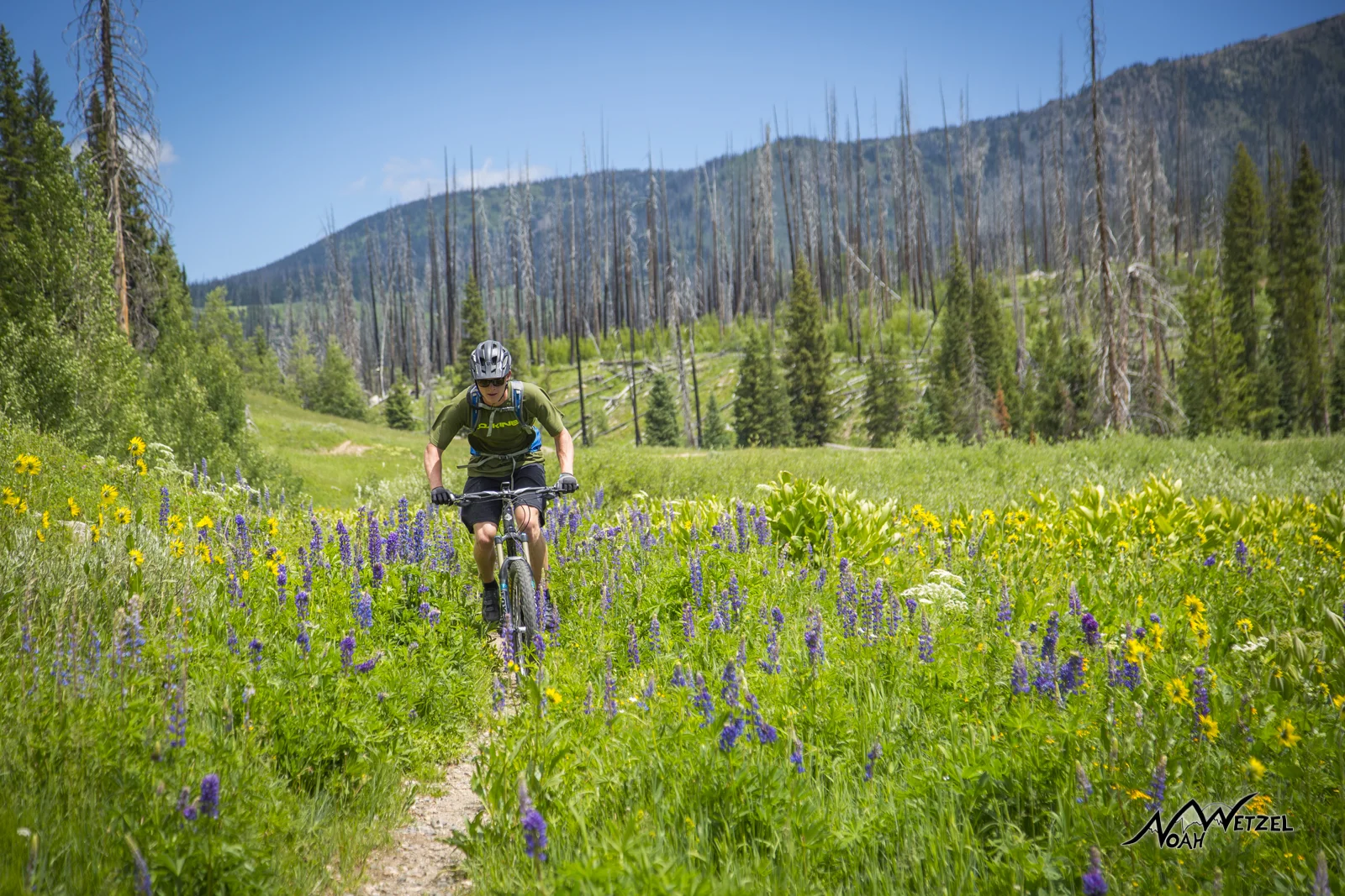 Beau Schecter riding through a burn zone and wildflowers on the Diamond Park Trail (1189) in North Routt County.