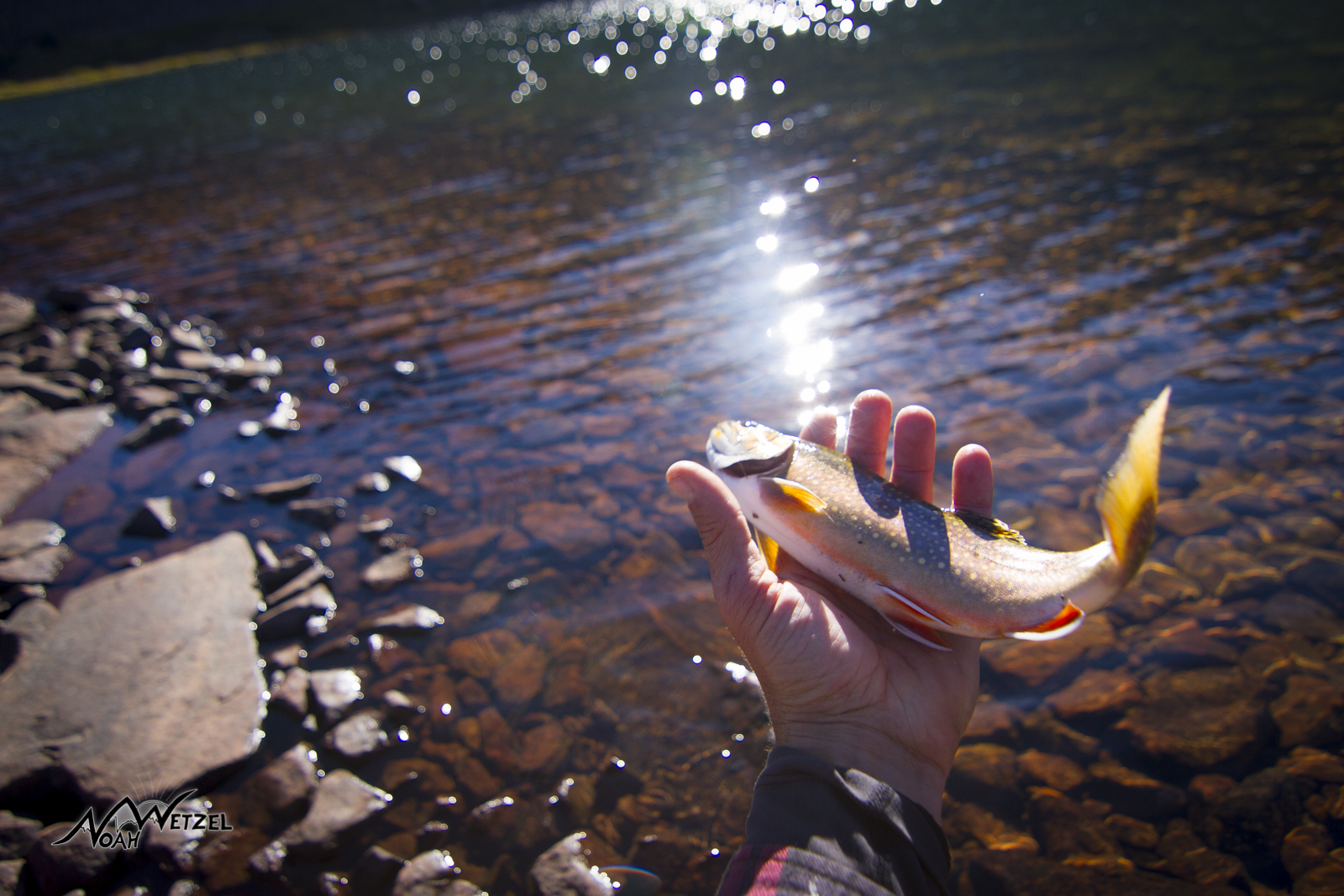 First cast catch at West Timothy Lake. High Uintas Wilderness. Utah