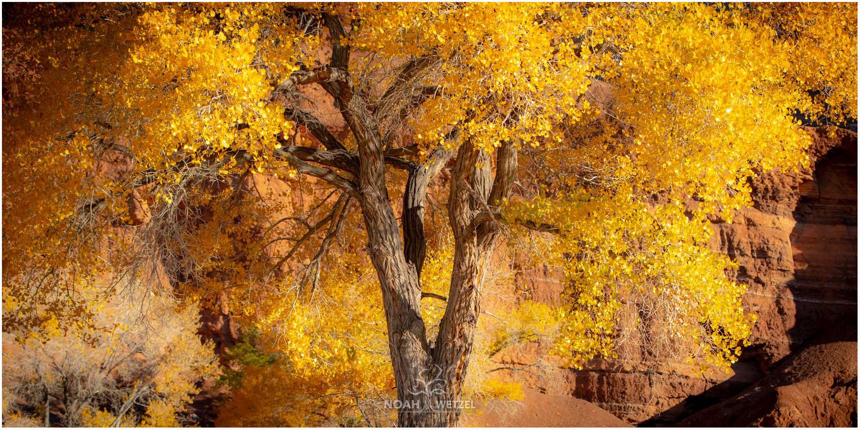 NoahWetzel_FineArtPhotography_1P6A9329_Cottonwood Autumn Glow copy.jpg