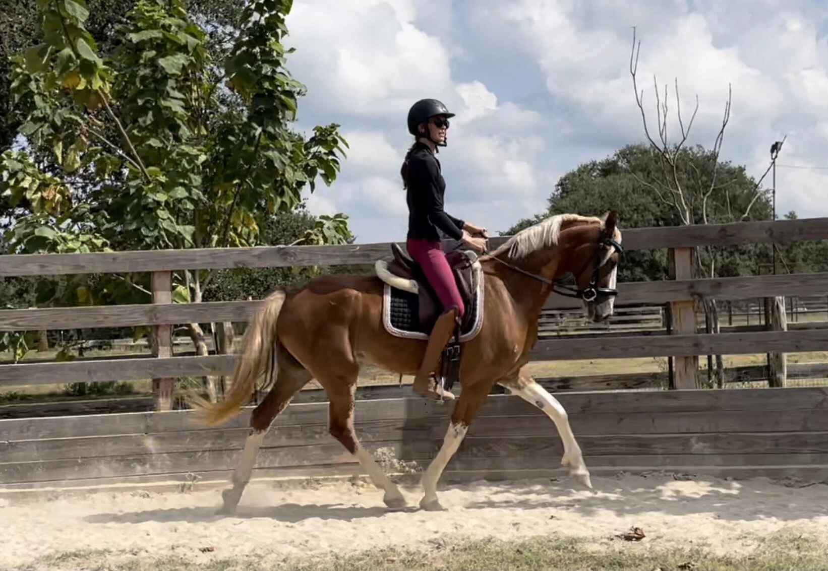 Noxy BRB Sold to California (Colonist X Ieva)