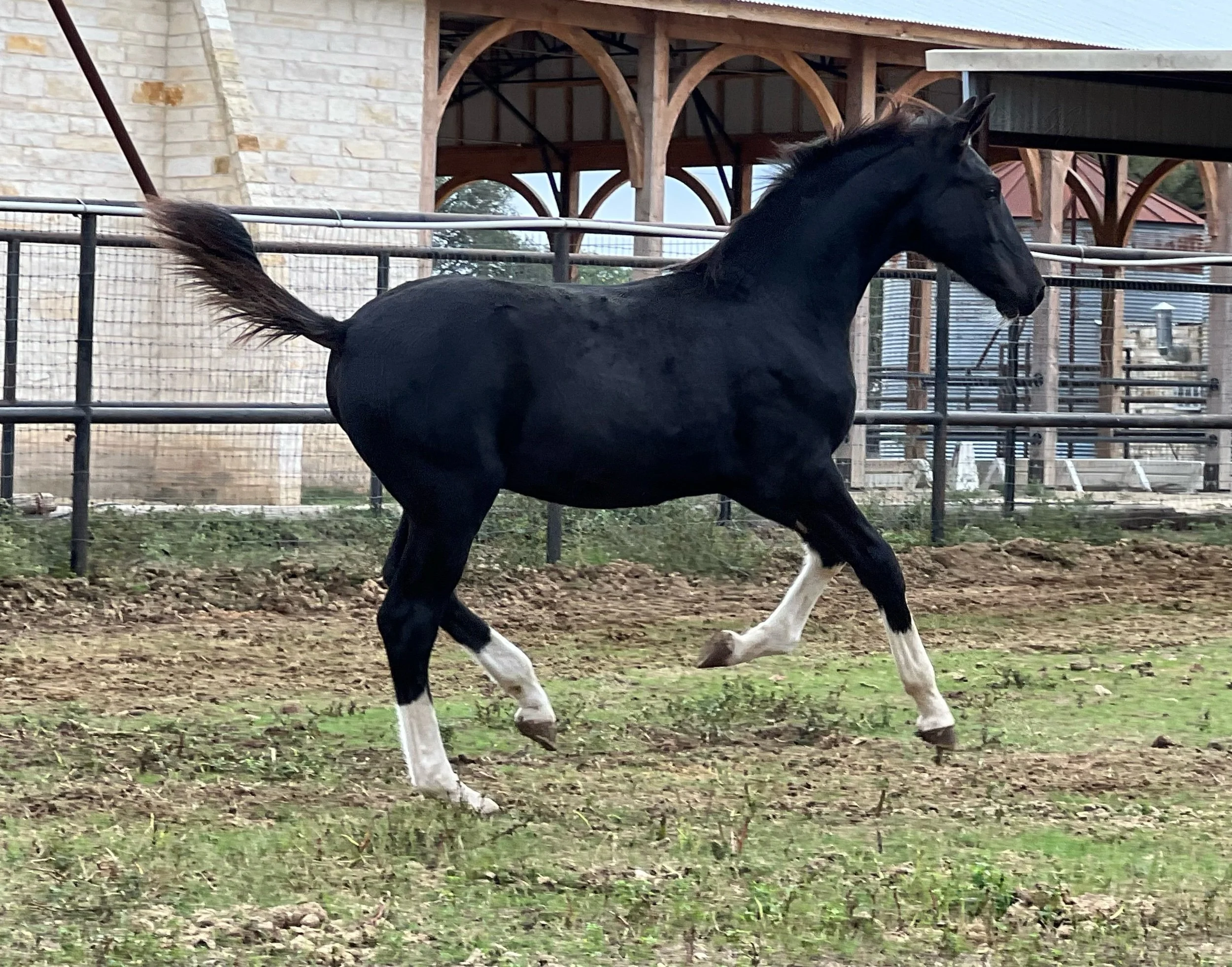 Sitka BRB sold to California Florett As X Fandango
