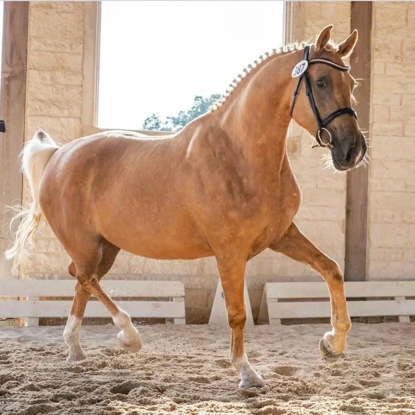 Tallulah BRB sold to Georgia (Alexandro P X Crystal)