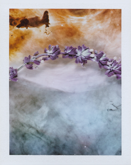  Local Plants #1, Polaroid, 4.25 x 3.25", 2013 