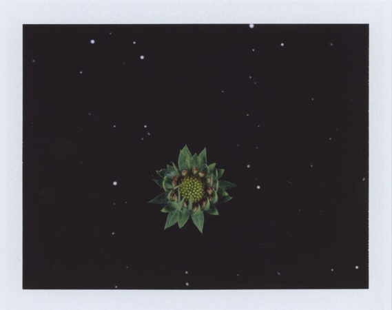  Local Plants #40, Polaroid, 3.25 x 4.25", 2013 