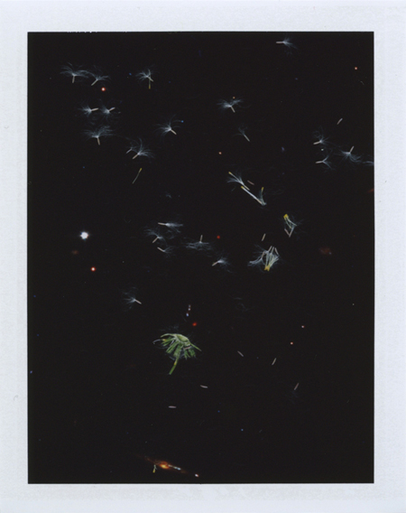  Local Plants #54, Polaroid, 4.25 x 3.25", 2013 