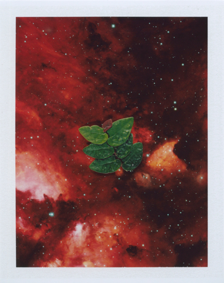  Local Plants #56, Polaroid, 4.25 x 3.25", 2013 