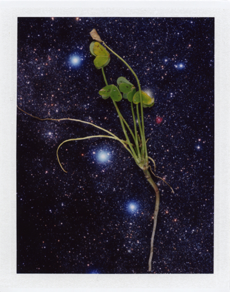  Local Plants #65, Polaroid, 4.25 x 3.25", 2013 