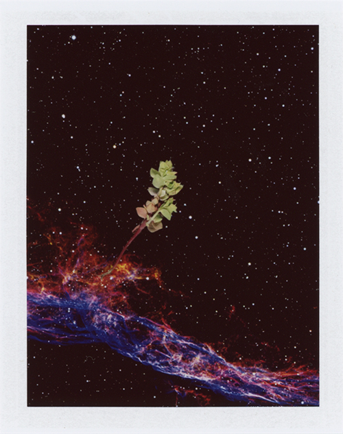  Local Plants #68, Polaroid, 4.25 x 3.25", 2013 