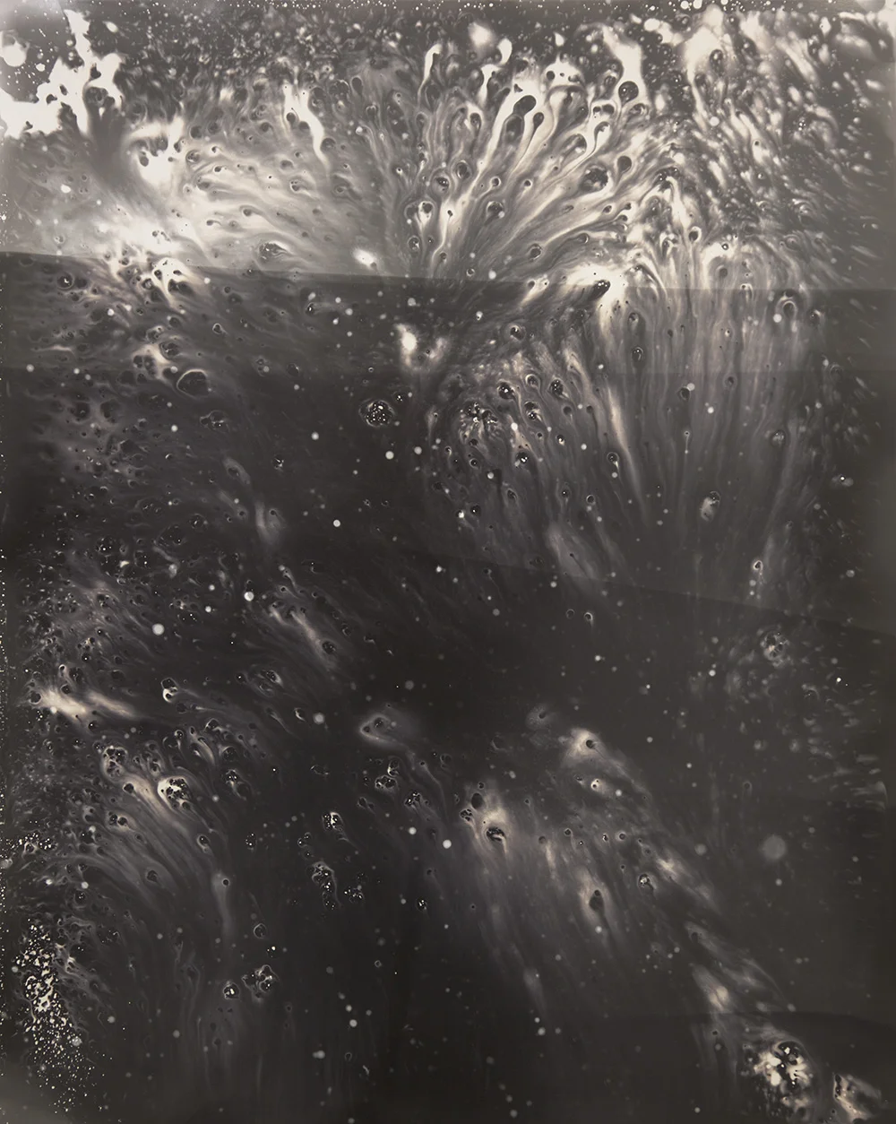 Toppled blossoms , Gelatin silver print, 20x16", 2016