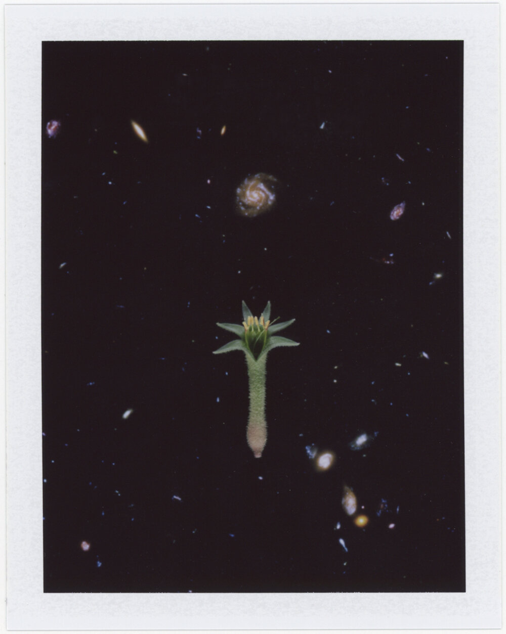  Local Plants #77, Polaroid, 4.25 x 3.25", 2019 