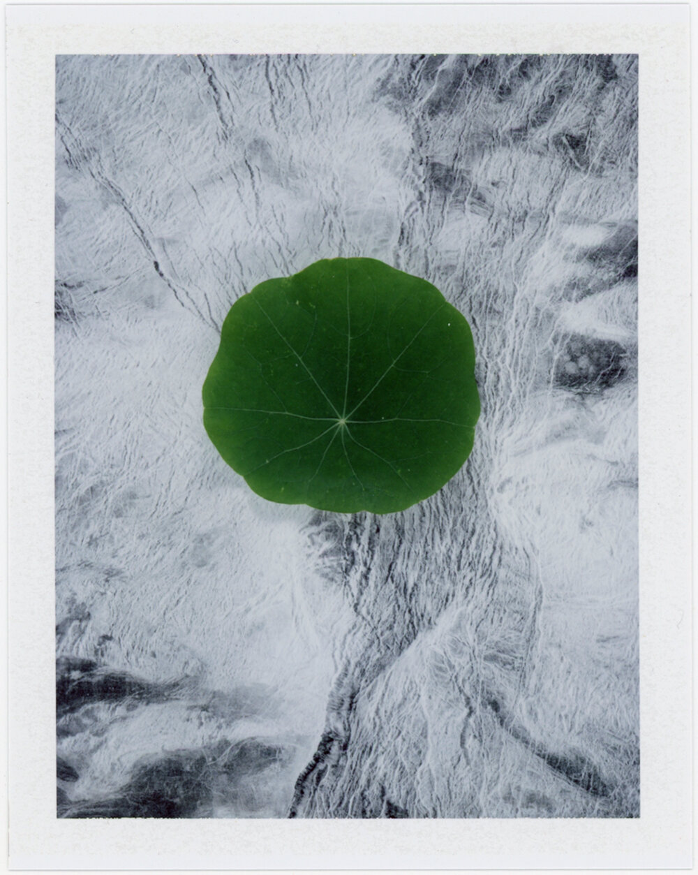  Local Plants #85, Polaroid, 4.25 x 3.25", 2017 