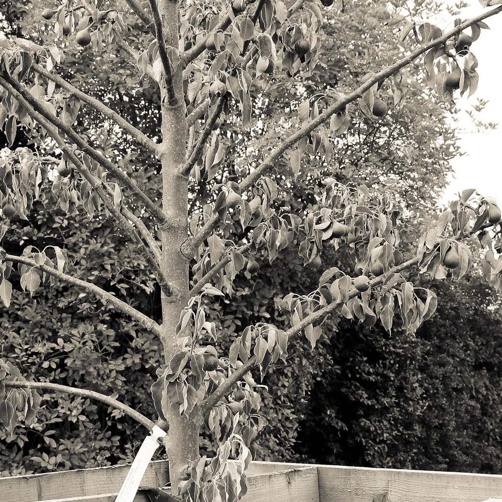 COMMUNITY ORCHARD