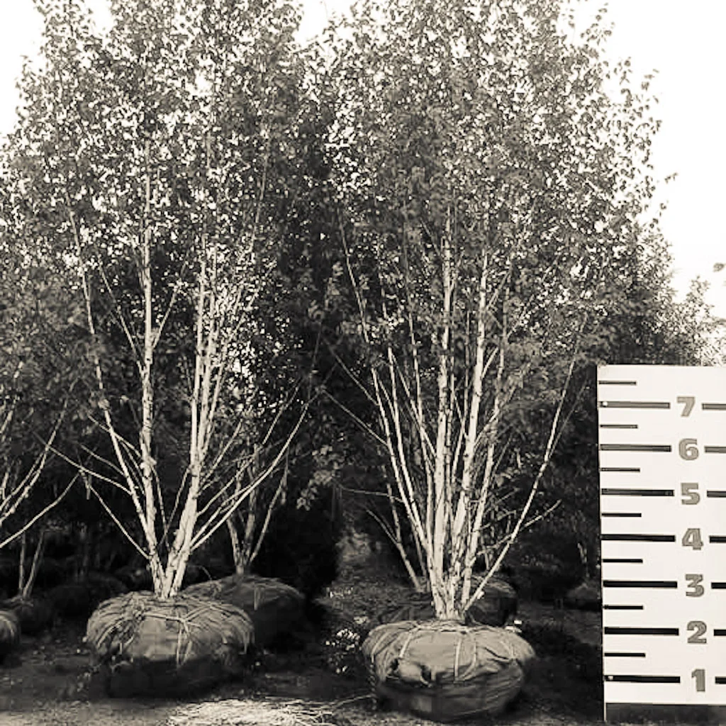 SEMI-MATURE, MULTI-STEMMED SILVER BIRCH