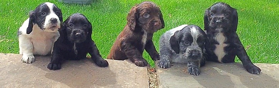 Probably Charlie's most colourful litter to date! (the bitch of these puppies was solid black)