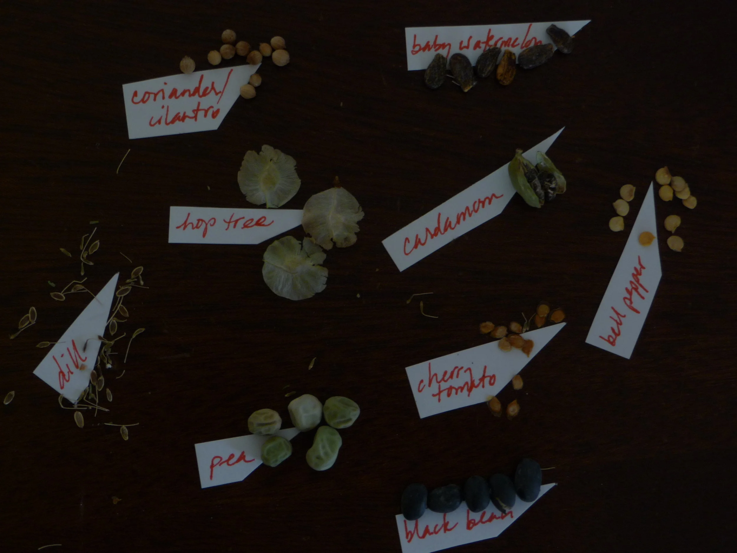 A variety of seeds ready for spring planting. Photo credit: Alissa Simon