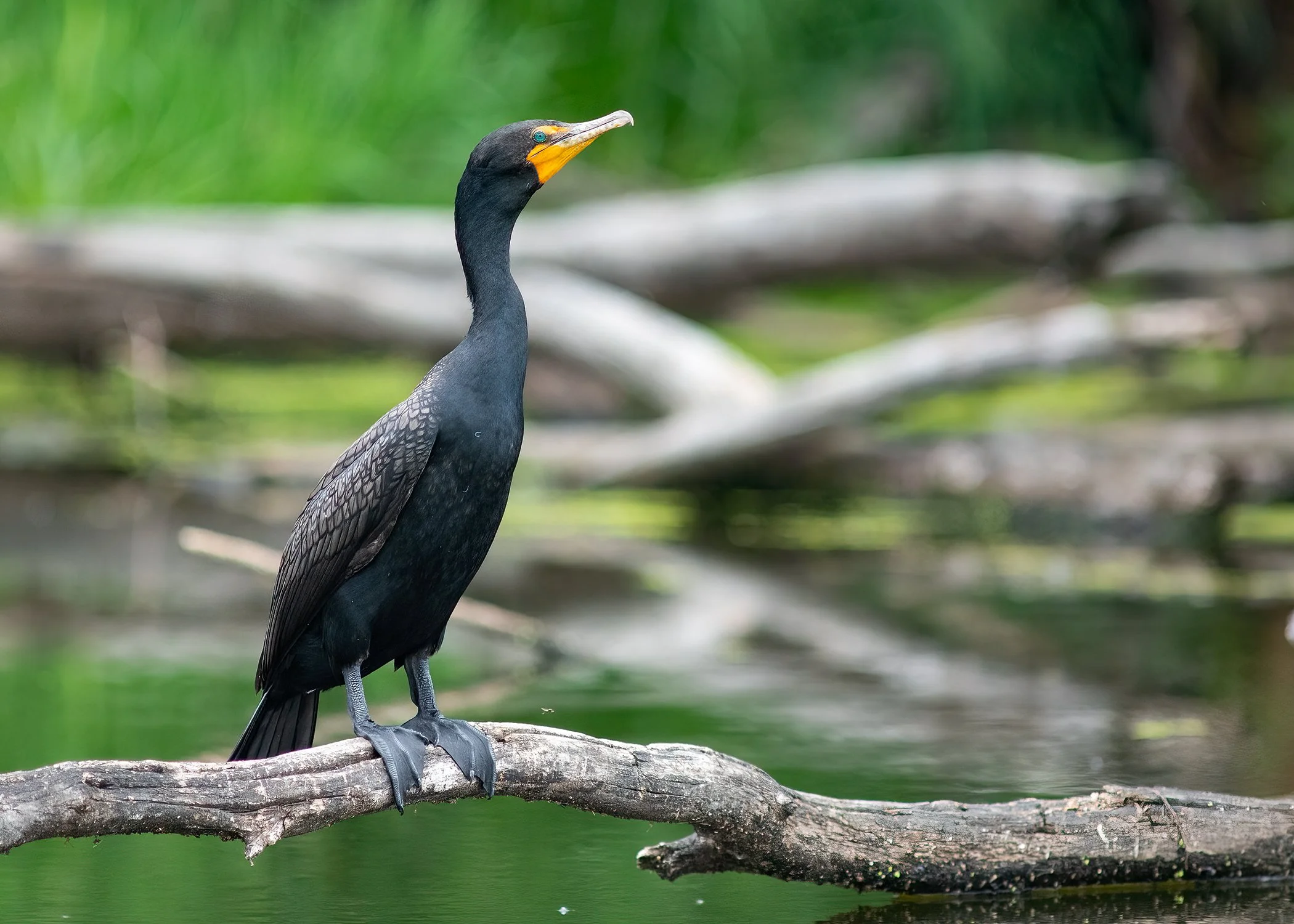Cormorant_3731_web.jpg