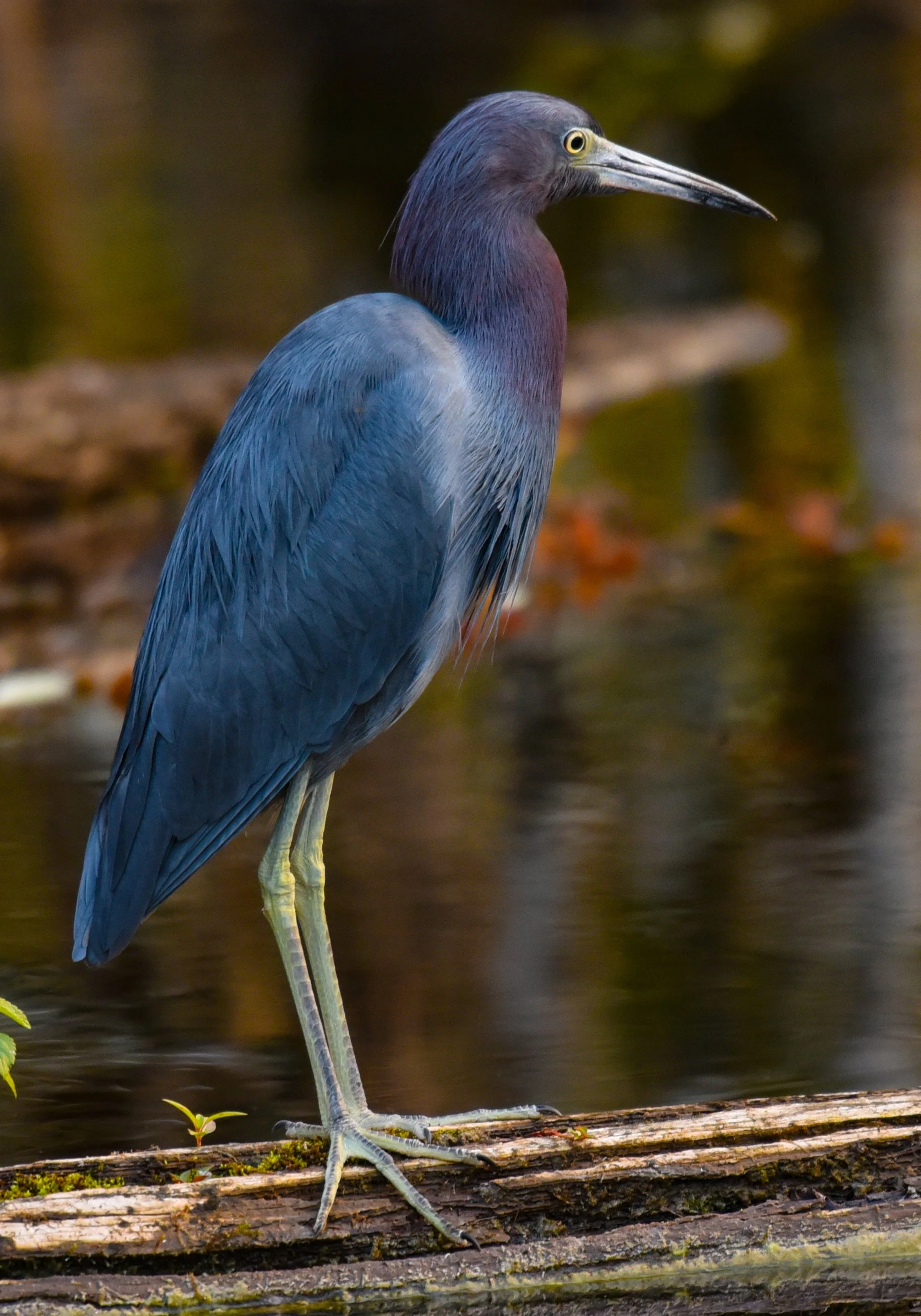 1_Tri-Colored_Heron_7_10.jpg