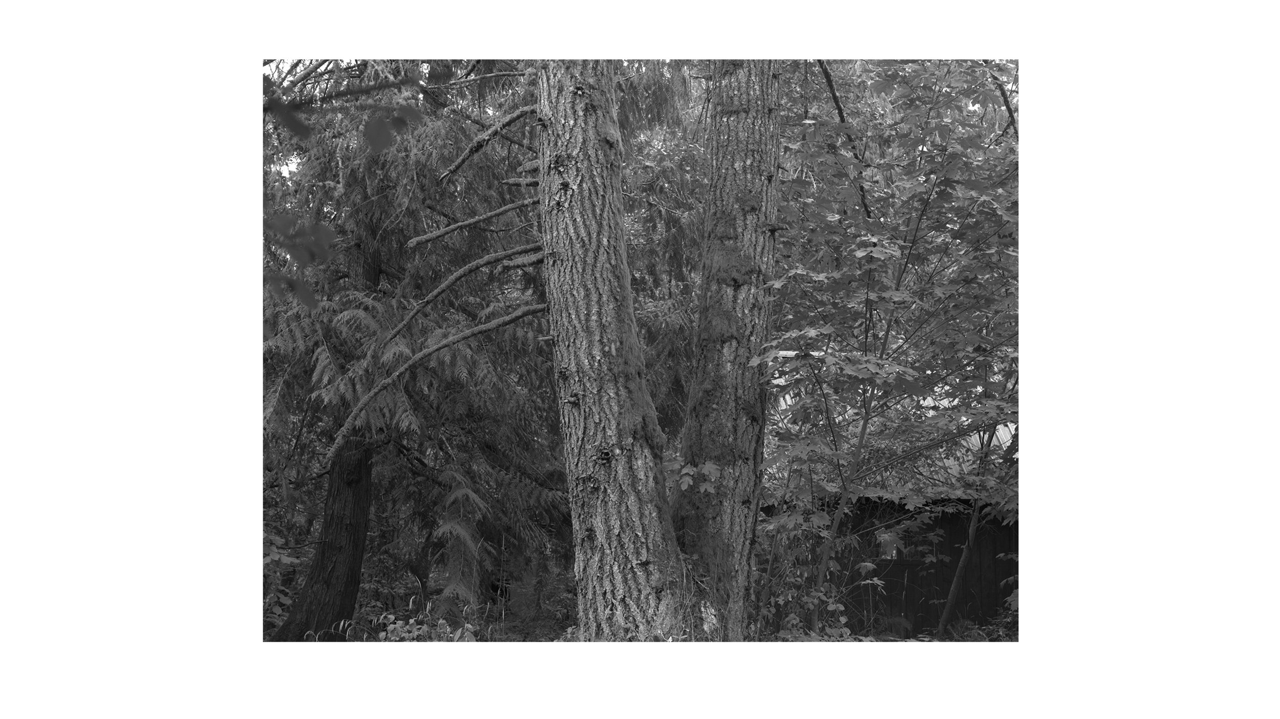 4x5_Pacific_trees_19002_working_sm_B.jpg
