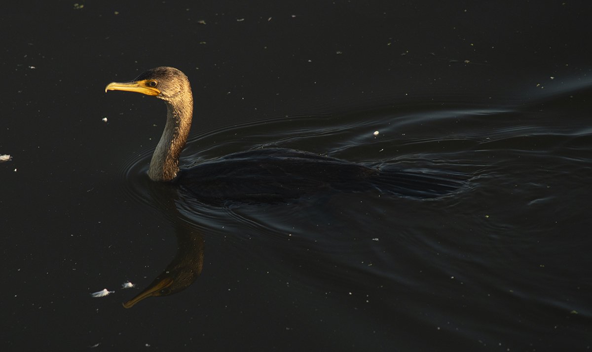 Cormorant_5776_web.jpg