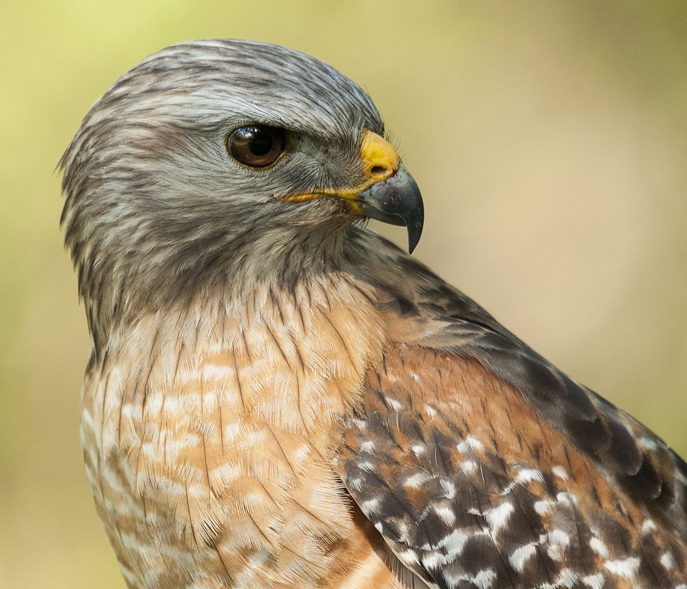 Hawk_RT_web.jpg