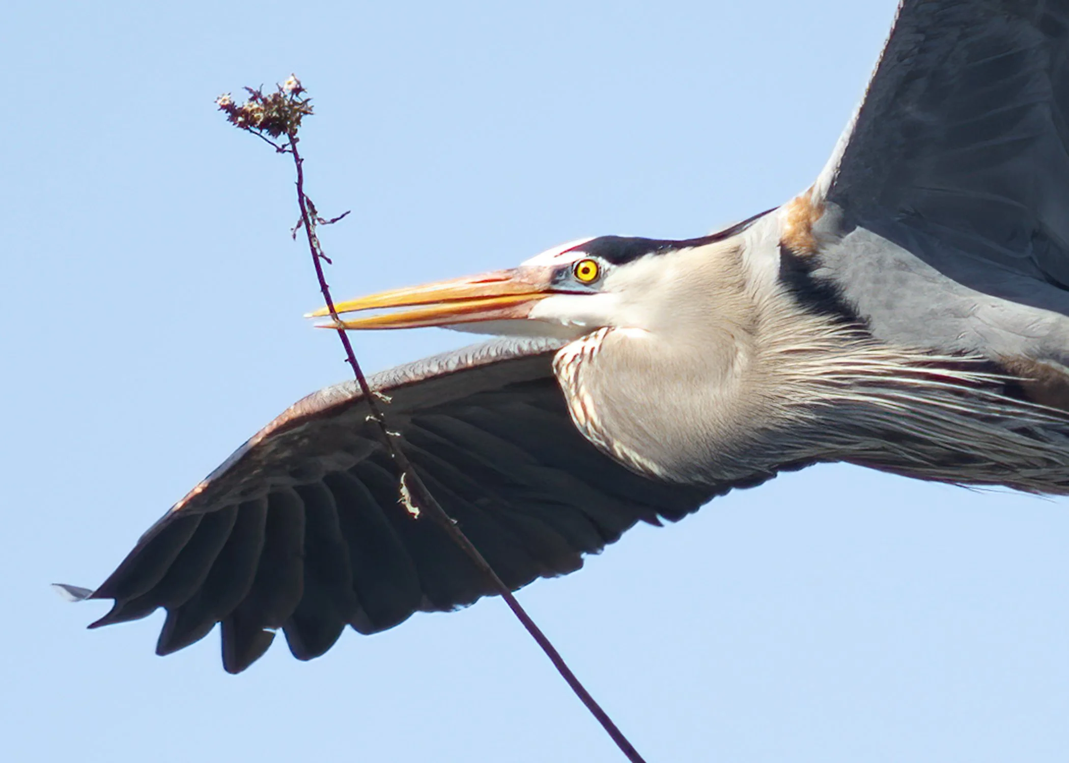 Heron_Twig_CU_9661_web.jpg