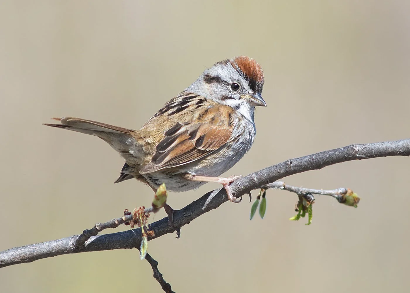 Chipping_Sparrow_0622_5x7web.jpg