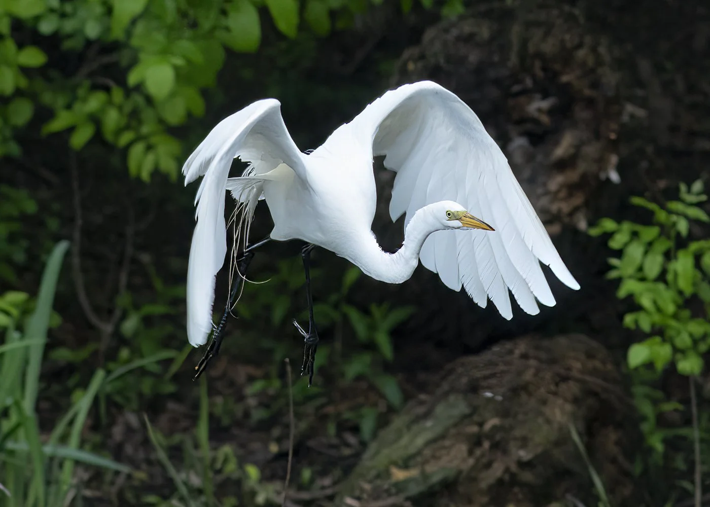 Egret_Flying_1509_5x7web.jpg