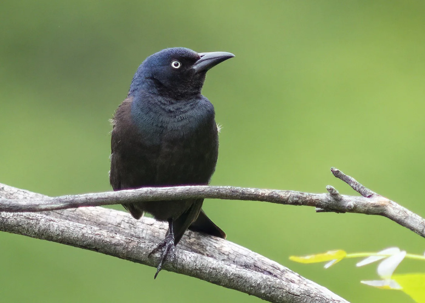 Grackle_B_1970_5x7web.jpg