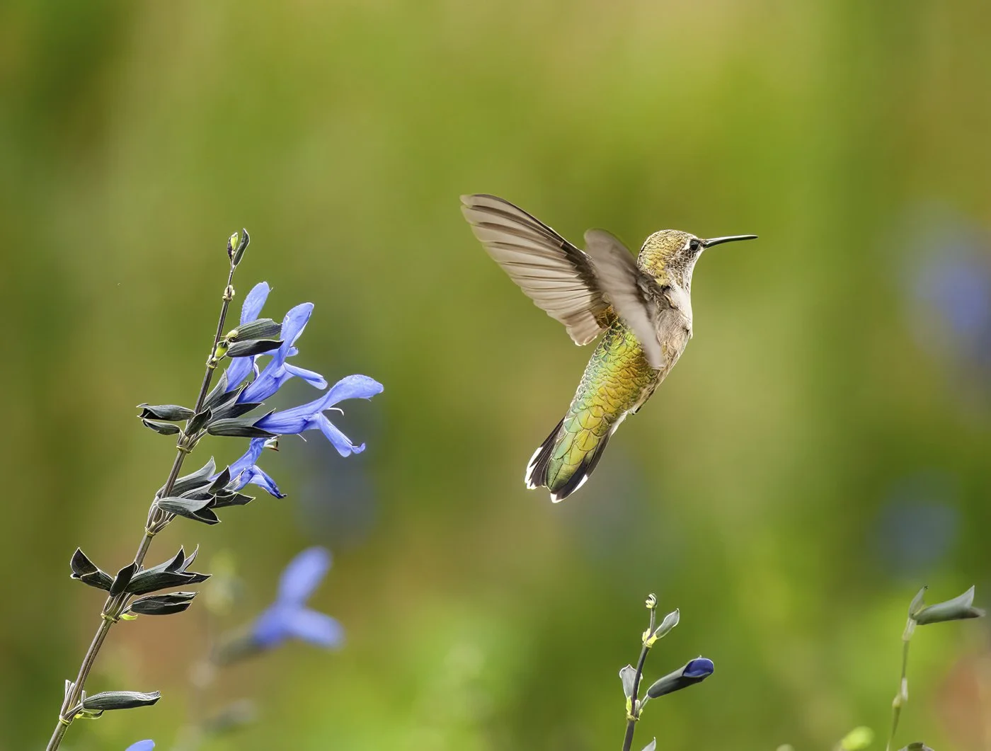 Hummingbird_blast_off_3794_5x7web.jpg